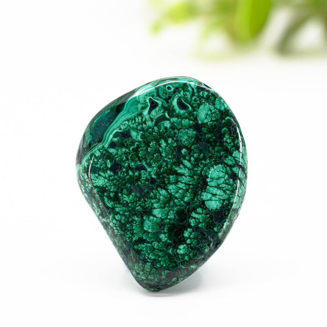 Gausa - Holy Dragonfly