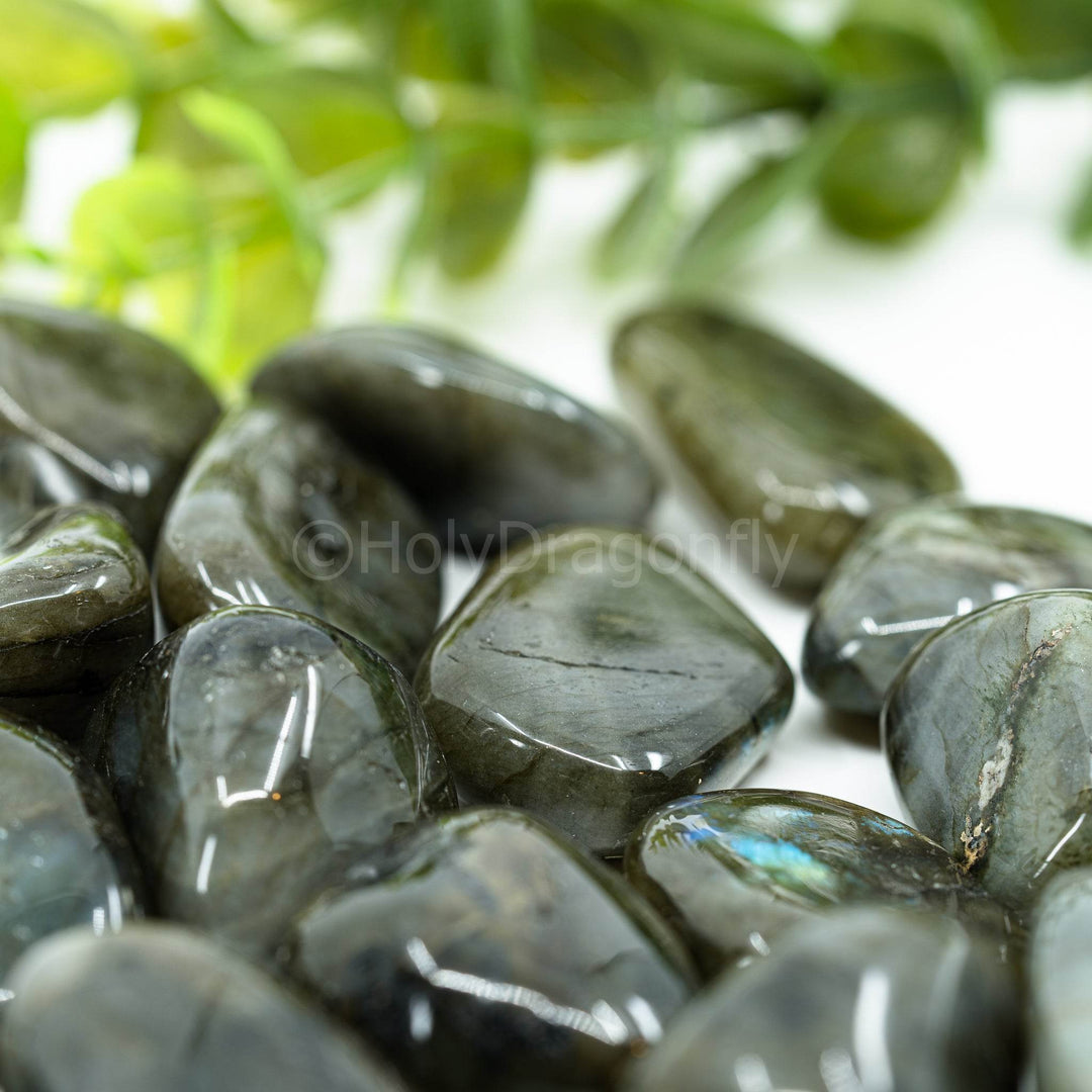 Labradoritai - Holy Dragonfly