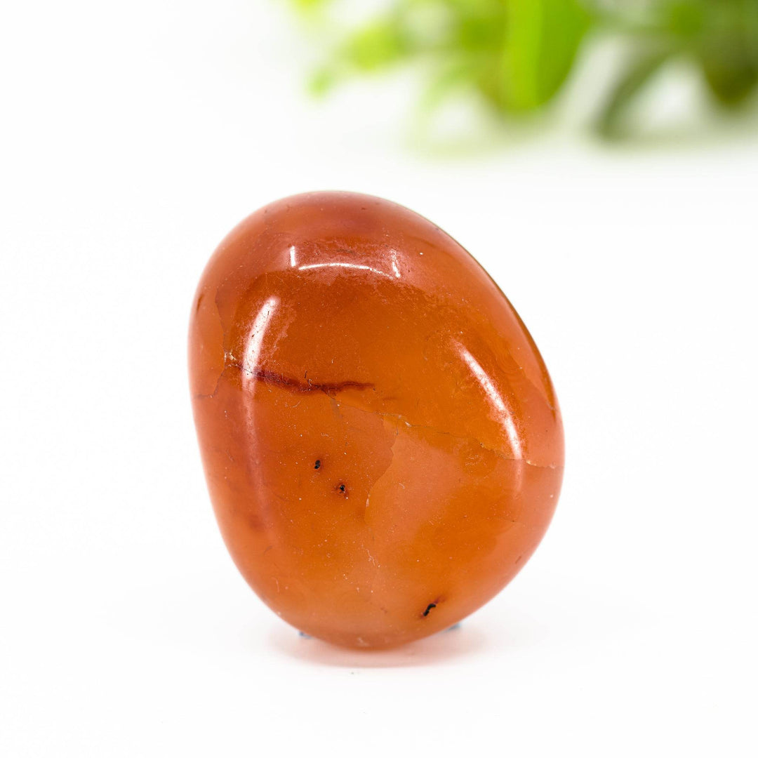 Energija - Holy Dragonfly