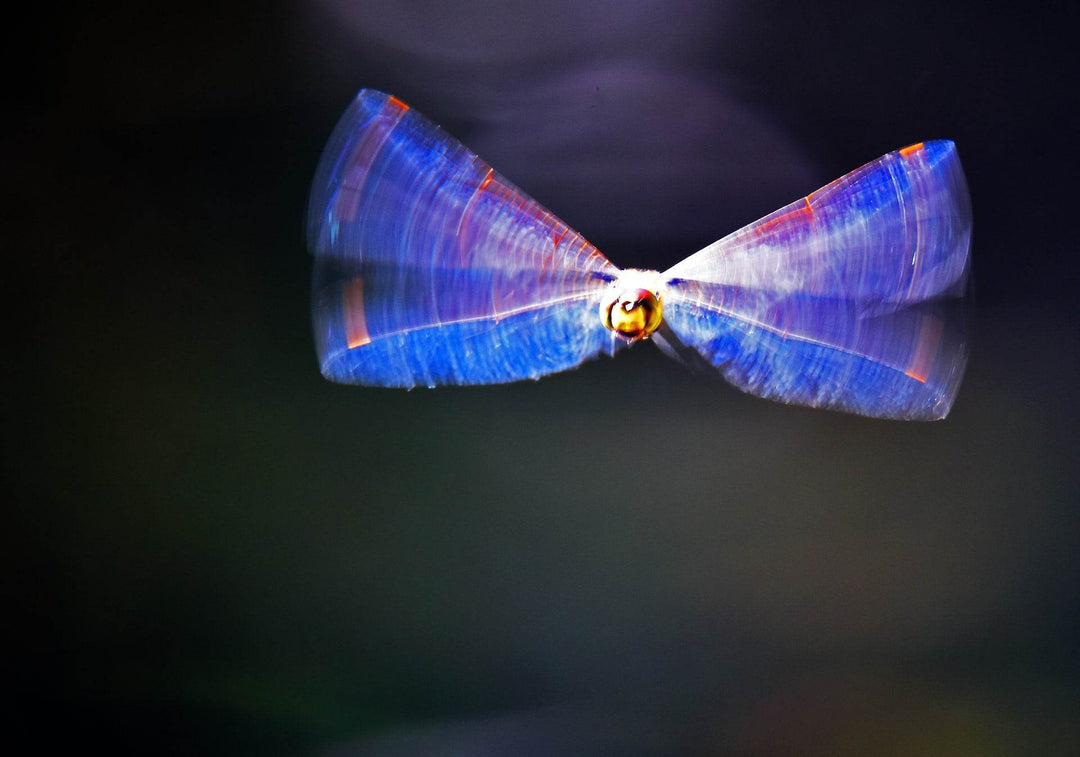 Totemas laumžirgis: magiški ir mistiniai jo gebėjimai - Holy Dragonfly