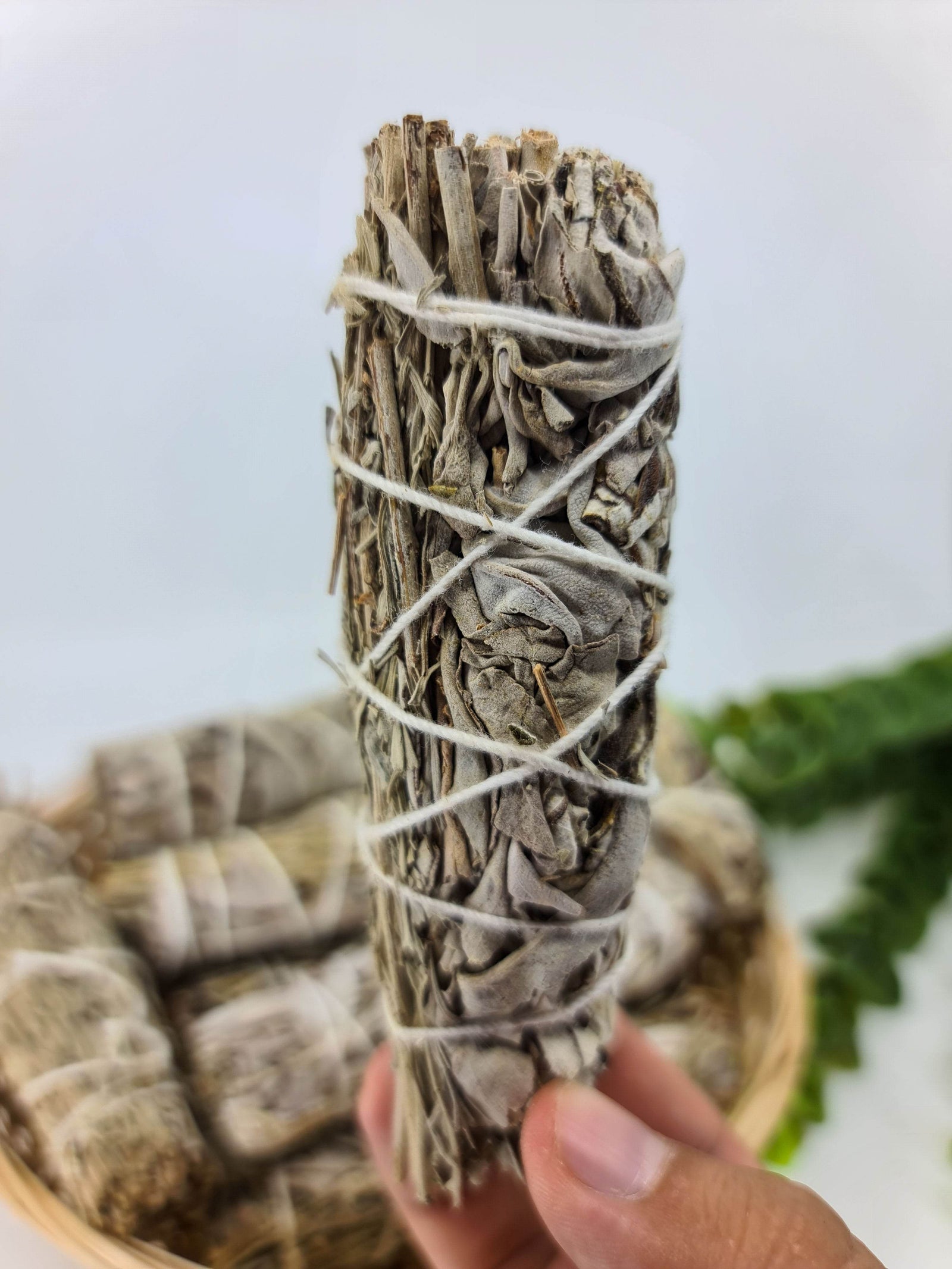 Baltas šalavijas Yerba Santa ir Melsvas Šalavijas - Holy Dragonfly