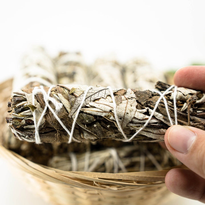 Yerba Santa (Hoja Santa) - Holy Dragonfly