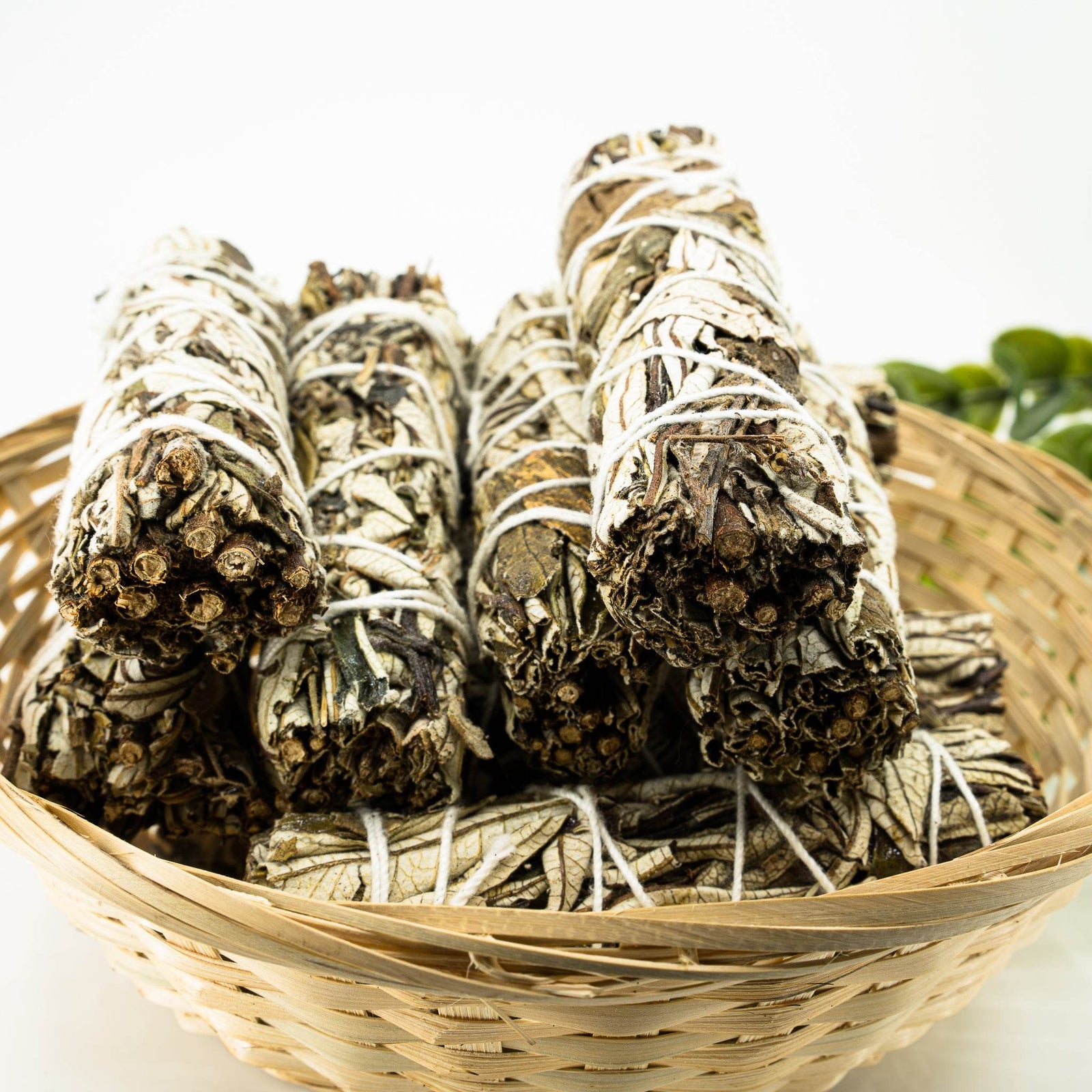 Yerba Santa (Hoja Santa) - Holy Dragonfly
